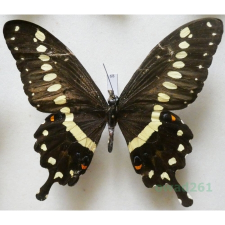 Papilio lormieri Distant, 1874 C.A.R. 102mm68